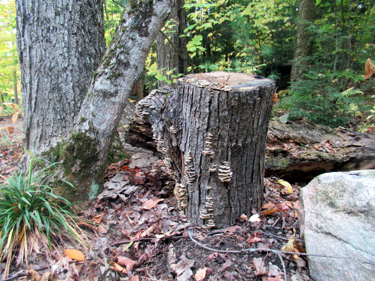1st Chldren "Tree Stump While out for a Walk by Alexander Hudson